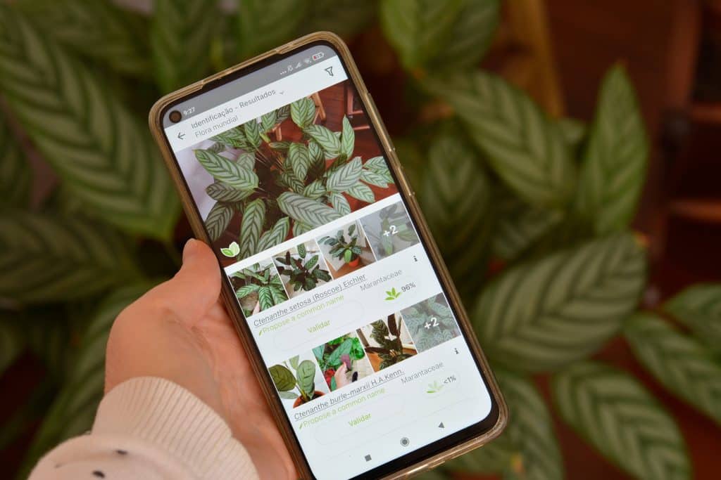 identificação de plantas por fotos