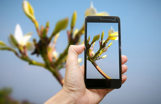 Aplicativo para identificar plantas